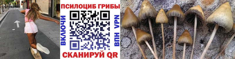 сайты даркнета состав  Судак  Псилоцибиновые грибы Psilocybine cubensis  купить  